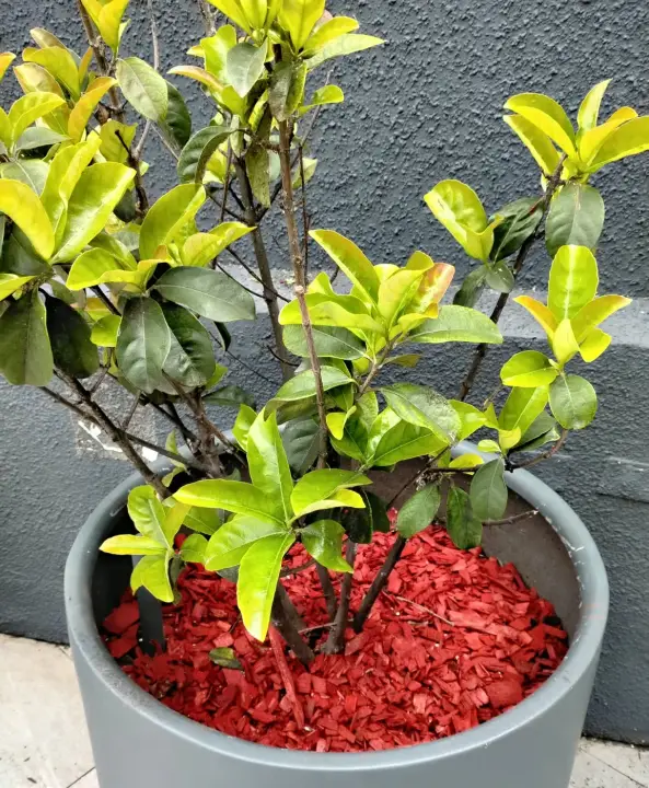Macetero con arbusto y corteza decorativa roja
